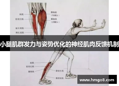 小腿肌群发力与姿势优化的神经肌肉反馈机制